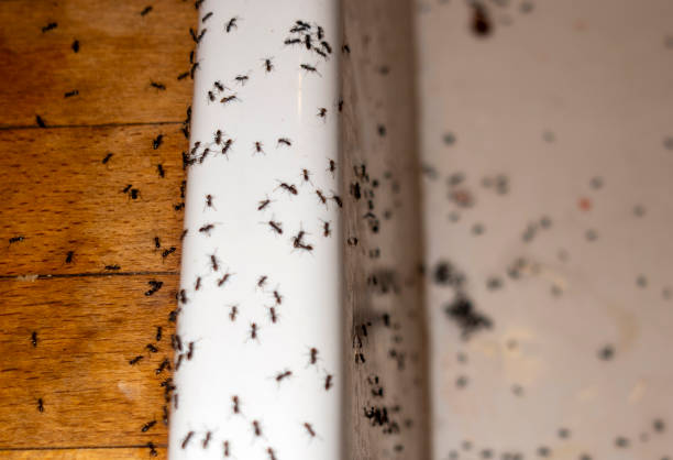 Best Pest Removal Services  in Odell, OR