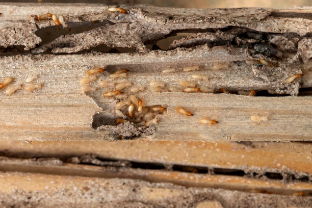 Best Commercial Pest Control Services  in Odell, OR